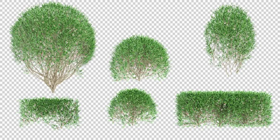 3d rendering of Dwarf orange jessamine trees on transparent background Stock Photos
