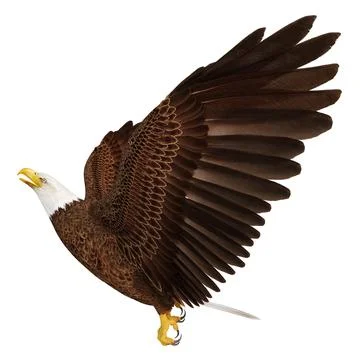 3D Rendering Eagle Bird on White Stock Illustration