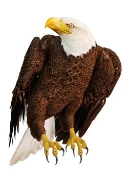 3D Rendering Eagle Bird on White Stock Illustration