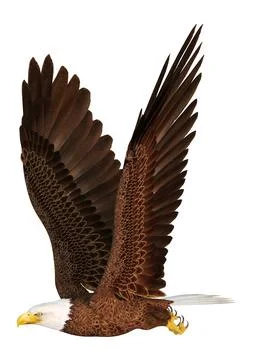 3D Rendering Eagle Bird on White Stock Illustration
