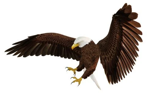 3D Rendering Eagle Bird on White Stock Illustration