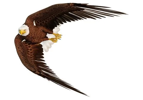 3D Rendering Eagle Bird on White Stock Illustration