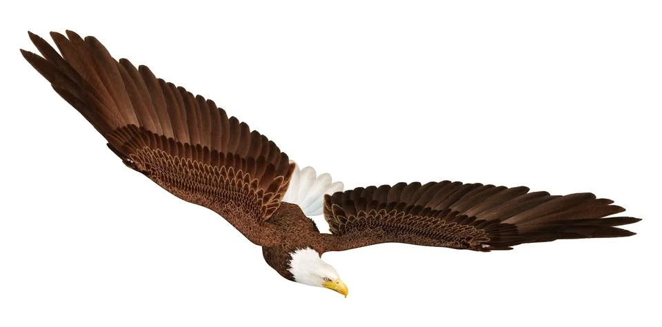 3D Rendering Eagle Bird on White Stock Illustration