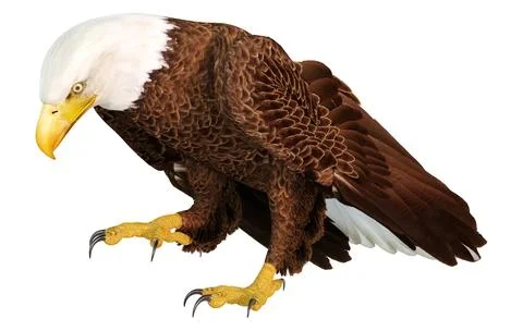 3D Rendering Eagle Bird on White Stock Illustration