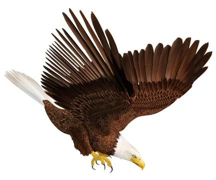 3D Rendering Eagle Bird on White Stock Illustration