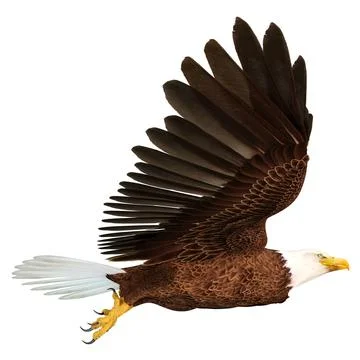3D Rendering Eagle Bird on White Stock Illustration