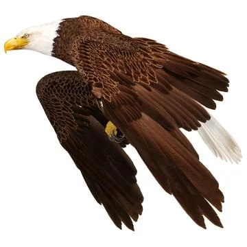 3D Rendering Eagle Bird on White Stock Illustration