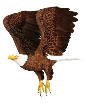 3D Rendering Eagle Bird on White Stock Illustration