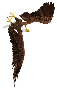 3D Rendering Eagle Bird on White Stock Illustration