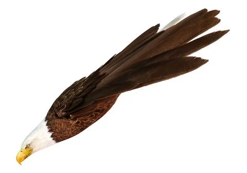 3D Rendering Eagle Bird on White Stock Illustration