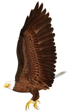 3D Rendering Eagle Bird on White Stock Illustration