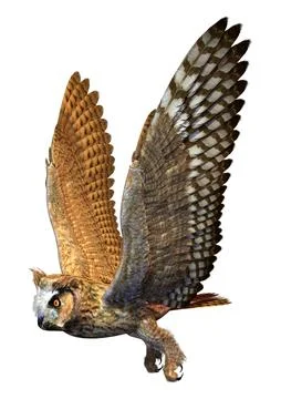 3D Rendering Eagle Owl on White Stock-Illustration