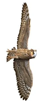 3D Rendering Eagle Owl on White Stock Illustration