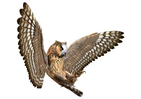 3D Rendering Eagle Owl on White Stock Illustration