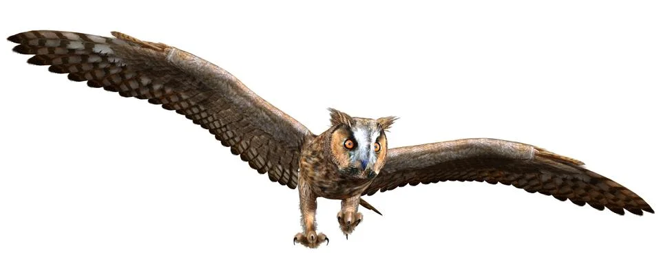 3D Rendering Eagle Owl on White Stock Illustration