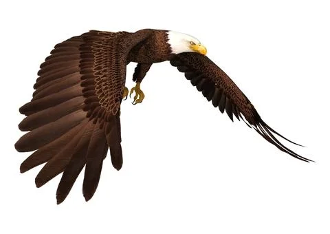 3D Rendering Eagle on White Stock Illustration
