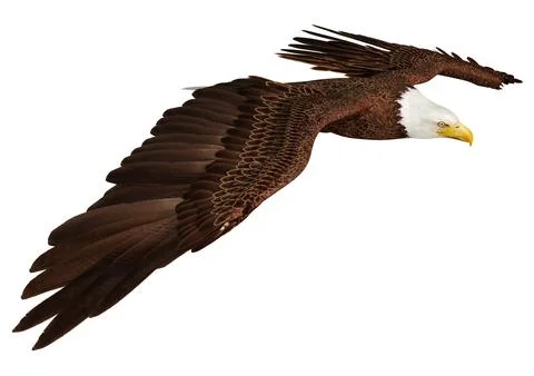 3D Rendering Eagle on White Stock Illustration