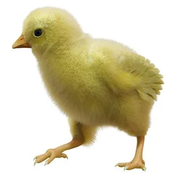 3D Rendering Easter Chick on White Stock Illustration