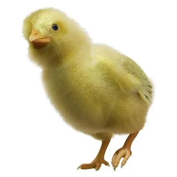 3D Rendering Easter Chick on White Illustrazione stock