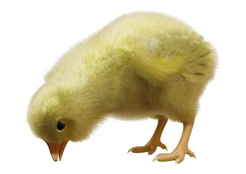 3D Rendering Easter Chick on White Stock Illustration