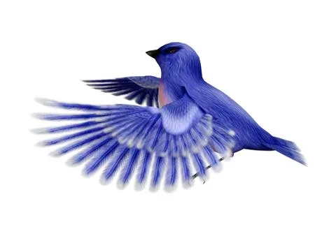 3D Rendering Eastern Bluebird on White Stock Illustration