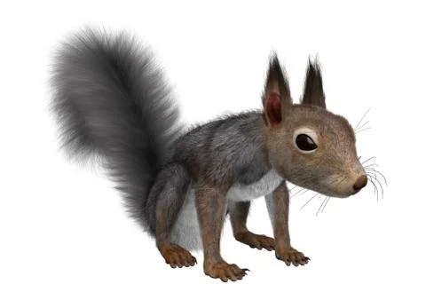 3D Rendering Eastern Grey Squirrel on White Stock Illustration