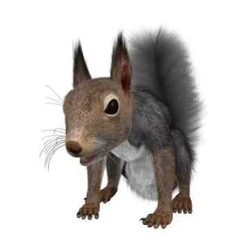 3D Rendering Eastern Grey Squirrel on White Stock Illustration