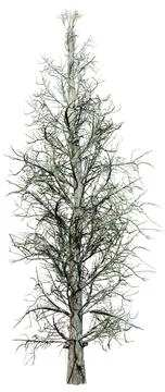 3D Rendering Eastern Red Cedar Tree on White Stock Illustration