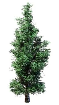 3D Rendering Eastern Red Cedar Tree on White Stock Illustration