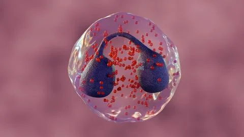 A 3d rendering of Eosinophils are a type of white blood cell or leukocyte Stock Illustration
