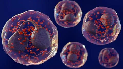 A 3d rendering of Eosinophils are a type of white blood cell or leukocyte Stock Illustration