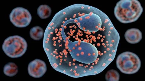 A 3d rendering of Eosinophils are a type of white blood cell or leukocyte Stock Illustration