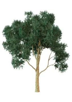 3D Rendering Eucalyptus Tree on White Stock Illustration