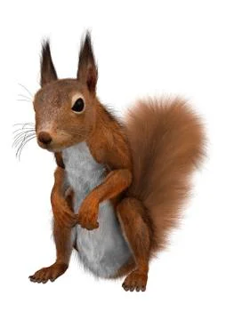 3D Rendering European Red Squirrel on White Illustrazione stock