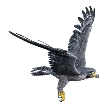 3D Rendering Falcon Bird on White Stock Illustration