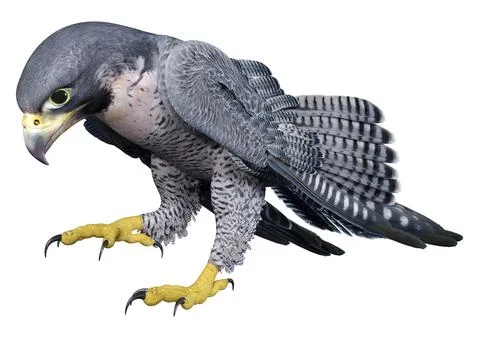3D Rendering Falcon Bird on White Stock Illustration