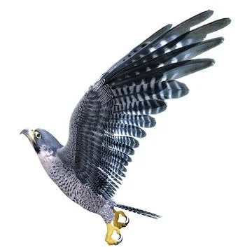 3D Rendering Falcon Bird on White Stock Illustration