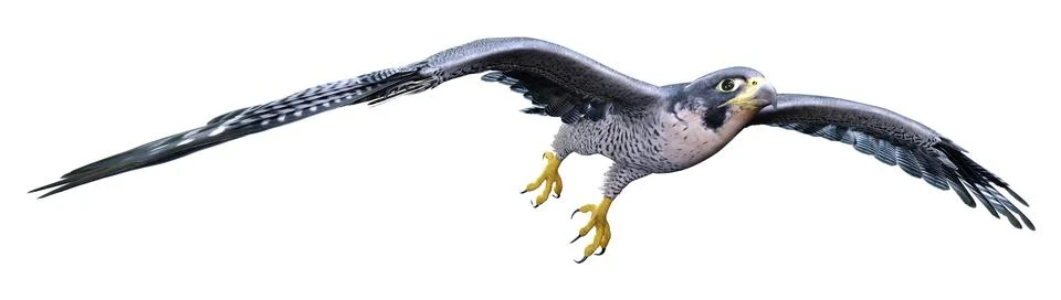 3D Rendering Falcon Bird on White Stock Illustration