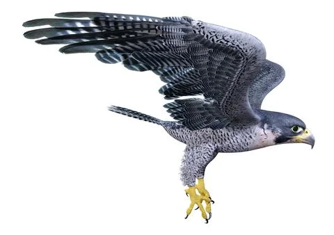 3D Rendering Falcon Bird on White Stock Illustration