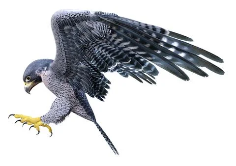 3D Rendering Falcon Bird on White Stock Illustration