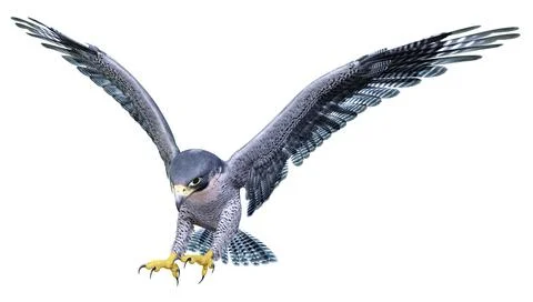 3D Rendering Falcon Bird on White Stock Illustration