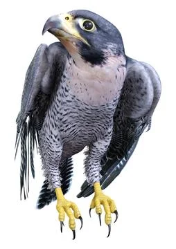 3D Rendering Falcon Bird on White Stock Illustration