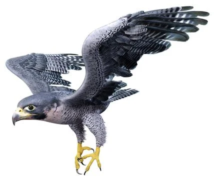 3D Rendering Falcon Bird on White Stock Illustration
