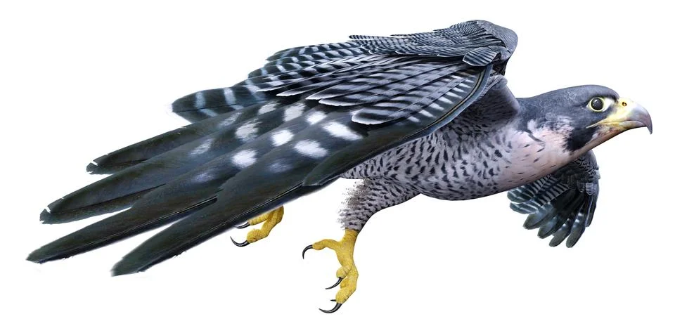 3D Rendering Falcon Bird on White Illustrazione stock