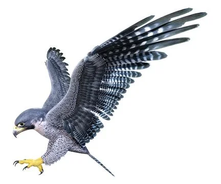 3D Rendering Falcon Bird on White Stock Illustration