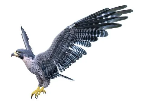 3D Rendering Falcon Bird on White Stock Illustration
