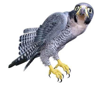 3D Rendering Falcon Bird on White Stock Illustration
