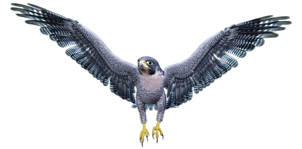 3D Rendering Falcon Bird on White Stock Illustration