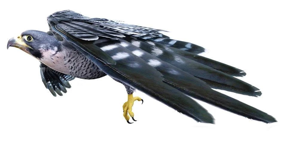 3D Rendering Falcon Bird on White Stock Illustration
