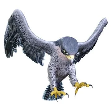 3D Rendering Falcon Bird on White Stock Illustration